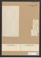 Surirella clementis Grun. (de-Toni-Nr.: Genus 53, Species 2253) Zeichnungen Sammlung Grunow Nr. 4684 (NHMW-BOT-W0372760)